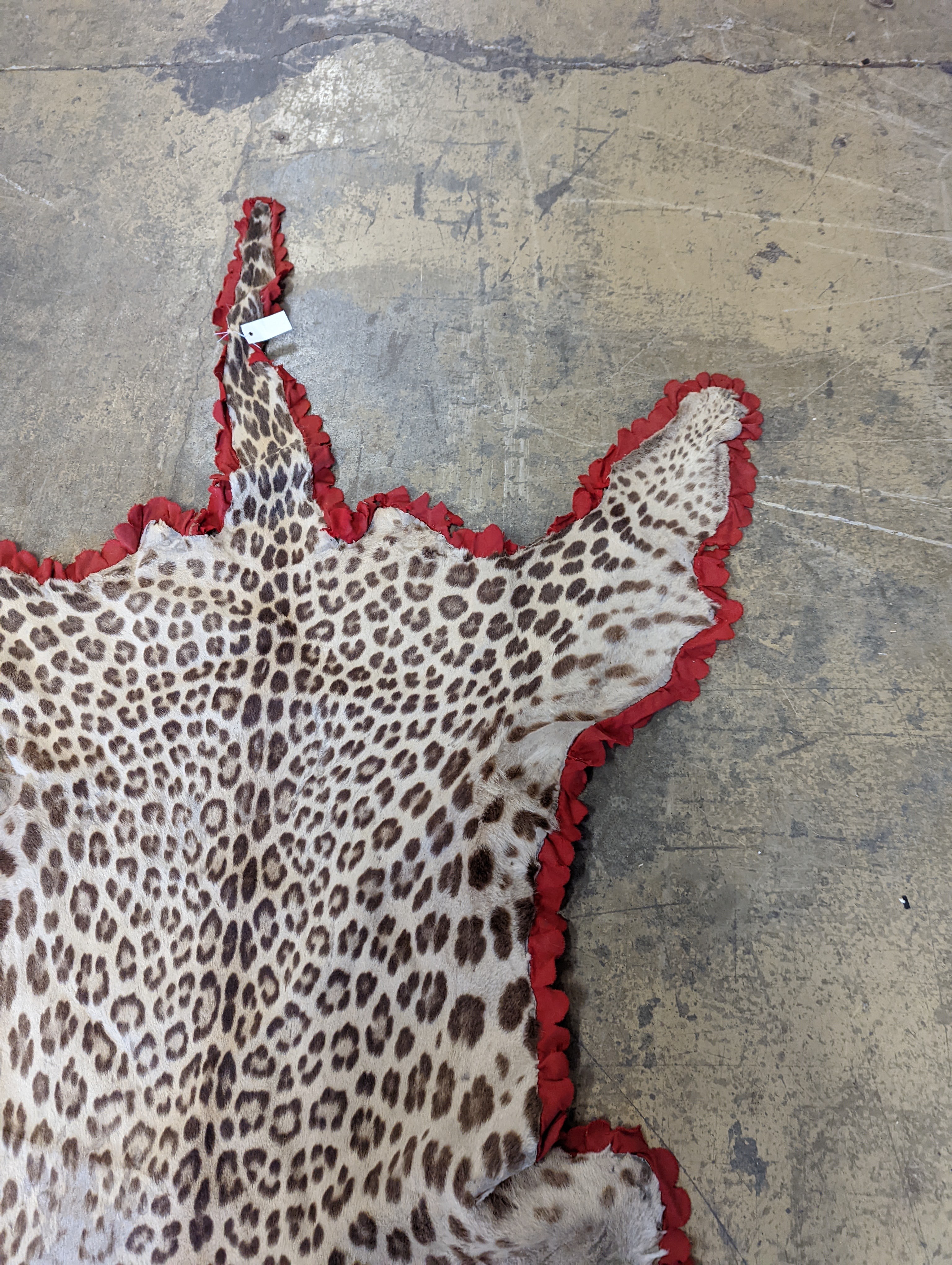 Taxidermy - a Leopard skin rug with head and stitched felt border, nose to tail 215cm